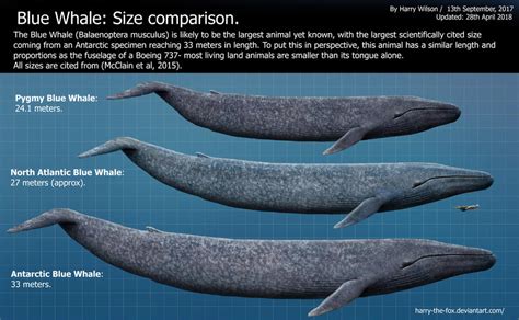 how big is a whale in feet